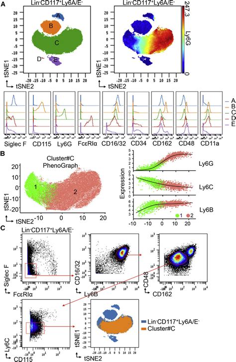 Automated Single Cell Analysis Of Lin Cd117 Ly6a E Cells In Bone Download Scientific