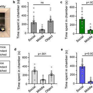 The Effects Of Environmental Enrichment On Social Behavior A Image