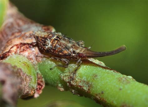 ʻAkoko Planthopper in the Koʻolau Mountains | Hawaiian Forest