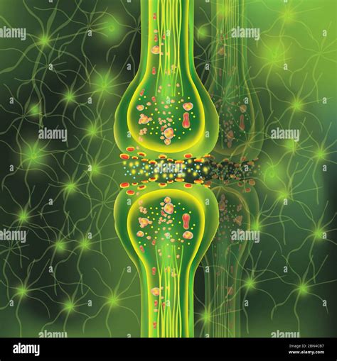 Synapse And Neuron Cells Transmission Signal Of Impulse In A Living