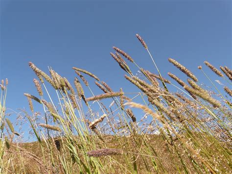 Gras Gr Ser Wiese Kostenloses Foto Auf Pixabay Pixabay