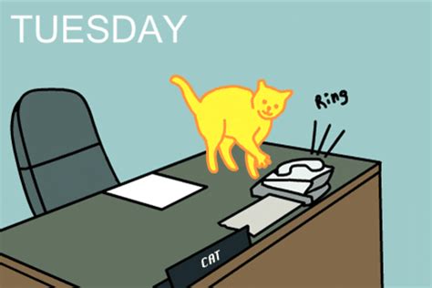 Tuesday-cat GIFs - Find & Share on GIPHY