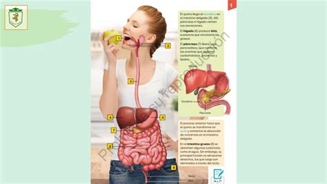 B Sico Como Incorporamos Los Nutrientes En Nuestro Organismo Youtube