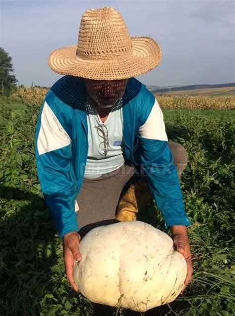 Ciuperci gigant de trei kilograme în grădina unui sătean din judeţul