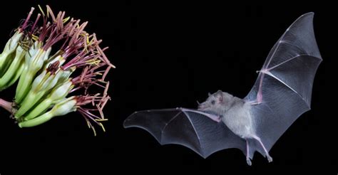 The Lesser Long-Nosed Bat | Critter Science