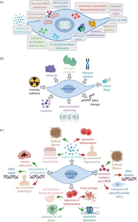 The Hallmarks Causes And Effects Of Cellular Senescence A The Key