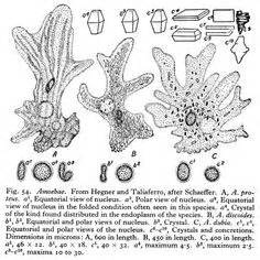 Vorticella Diagram