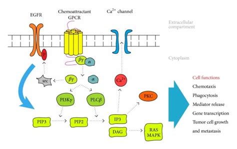 The Signaling Pathway Of Chemoattractant Gpcrs Chemoattractant Gpcrs