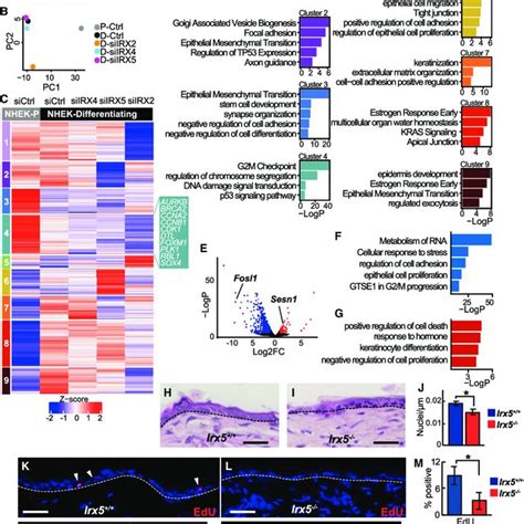 Irx Promotes Keratinocyte Proliferation And Dna Damage Repair A