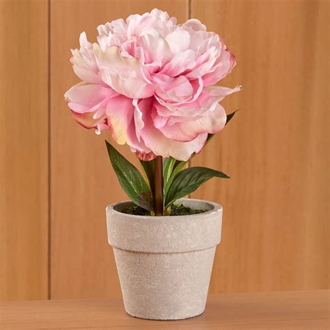 Mini Potted Peony – To The Nines Manitowish Waters