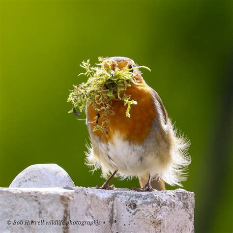 Back Lit Robin Garden Bob Hurrell Wildlife Flickr