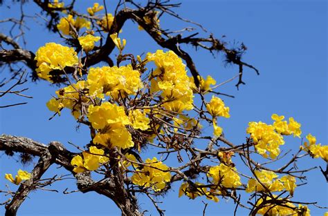 Ipê amarelo do cerrado João André Miranda de Almeida Prado Flickr