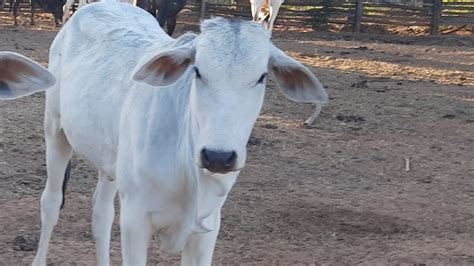 Pre O Da Bezerra Nelore Desmamada Em S O Francisco Mg Reais