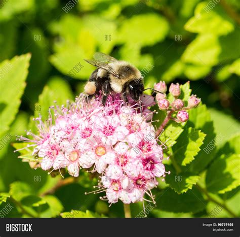 Bumble Bee On Pink Flower Stock Photo And Stock Images Bigstock