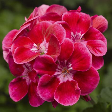 Tango Deep Rose W Eye Zonal Geranium Plant Library Pahls Market