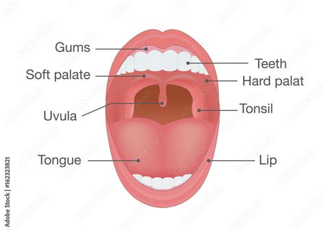 Anatomy of Human Mouth. Illustration about body detail. Stock Vector ...