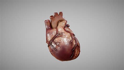 Human Heart - deep3dsea