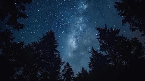 Forest Night Sky Stock Photos, Images and Backgrounds for Free Download