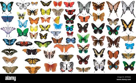 Big Vector Collection Of Butterflies Stock Vector Image Art Alamy