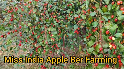 Miss India Apple Ber Farming In India Most Popular Varieties Contact