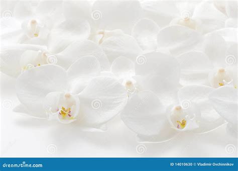 White Orchid Background Stock Photo - Image: 14010630