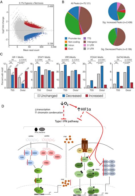 Atac Seq Reveals Dynamics Of Chromatin Accessibility During Hypoxia