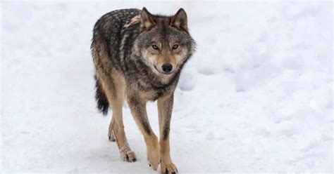 Timber Wolf Behavior - AnimalBehaviorCorner