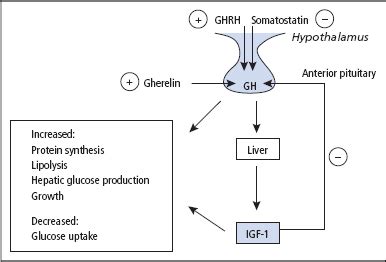 Disorders of the Hypothalamus and Pituitary | Basicmedical Key