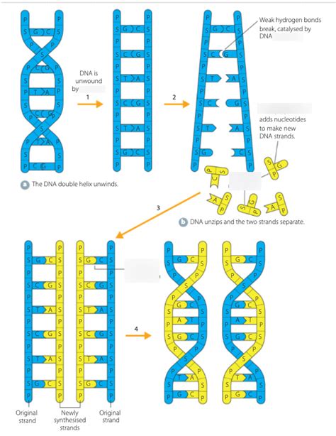 Dna Replication Diagram Quizlet