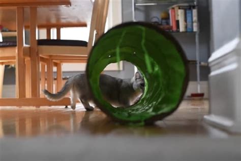 Best Cat Tunnels 2021, Cat behavior with Tunnels - Blogtion