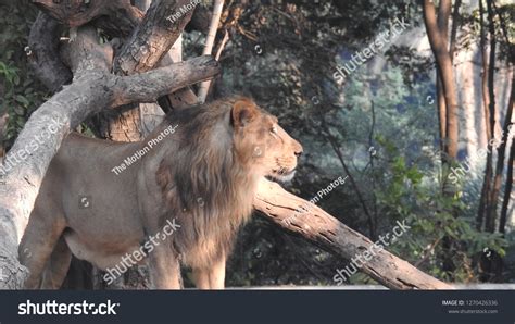 Side View Lion Walking Looking Camera Stock Photo 1270426336 | Shutterstock