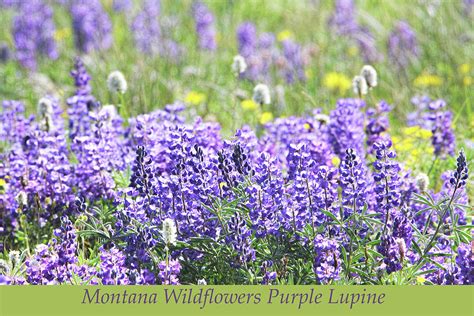 Montana Wildflowers Purple Lupine Photograph by Jennie Marie Schell ...