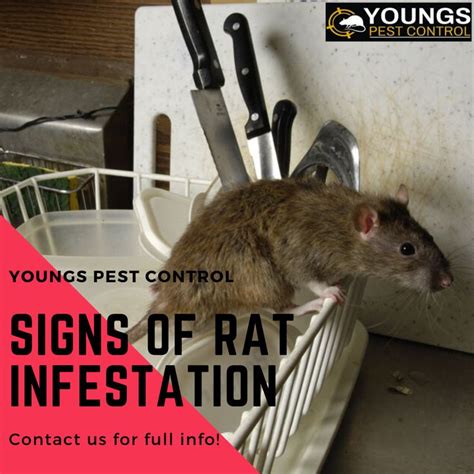 What Are The Signs Of Rat Infestation Rat Infestation Mice Control