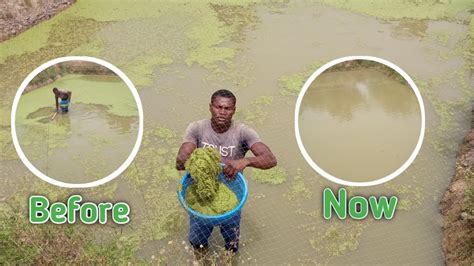 How To Get Rid Of Earthen Pond Weeds Catfish Farming In Nigeria