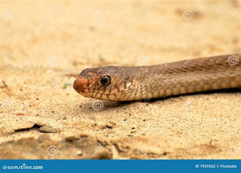 Common rat snake stock photo. Image of tongue, scales - 7929502