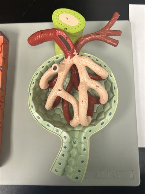 Renal Corpuscle Diagram Quizlet