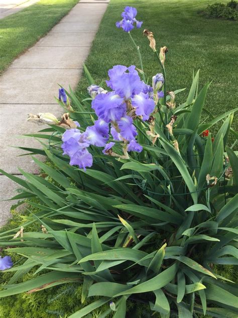 Iris Leaf Spot