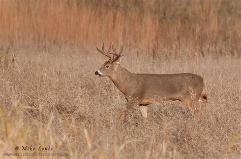 White Tailed Deer Mike Lentz Nature Photography