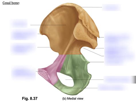 Lab A Coxal Bone Part 2 Diagram Quizlet