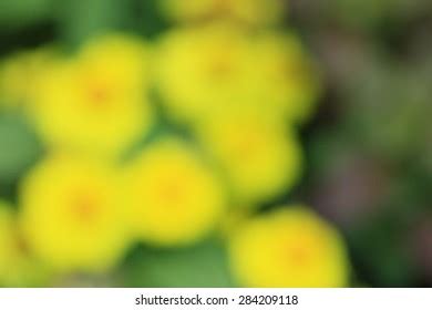 Blurred Flowers Background Stock Photo 284209118 | Shutterstock