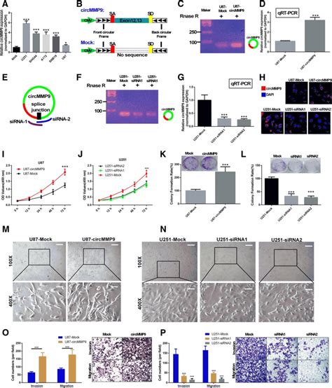 Circmmp Is Oncogenic And Associated With Proliferation Migration And