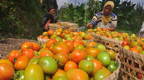 Nuryana Sains: PEMBELAJARAN PASCA PANEN UNTUK BUAH