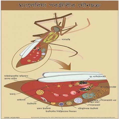 Chart Of Sexual Life Cycle Of Malarial Parasite