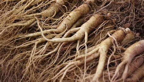 Ginseng Nedir Ve Faydalar Nelerdir Ginseng Ne I In Kullan L R