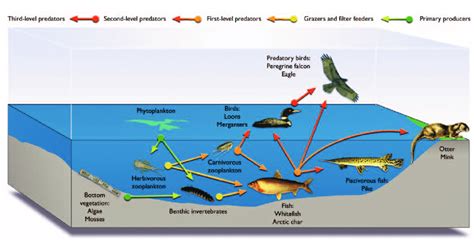 Lake Food Web Diagram