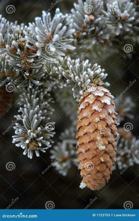 Winter Pine Cone Stock Image Image Of Frigid Coniferous