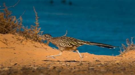 Red Rock Canyon Wildlife | Southwest Explorers