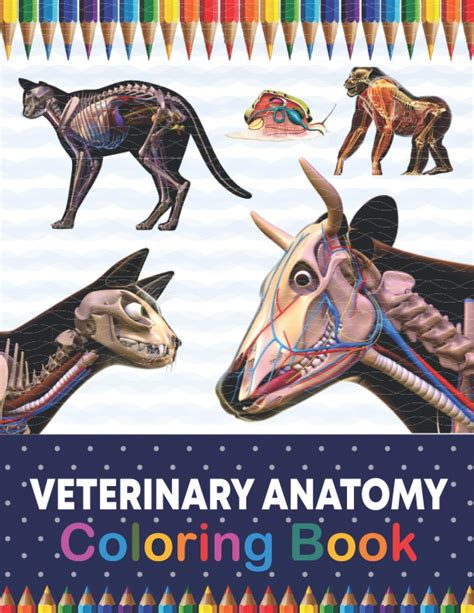 Buy Veterinary Anatomy Coloring Book Introduction To Veterinary