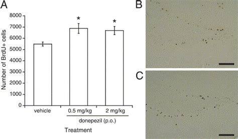 Pharmacological Evidence Of Cholinergic Involvement In Adult