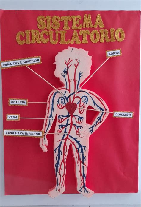 SISTEMA CIRCULATORIO Sistema Circulatorio Sistema Circulatorio